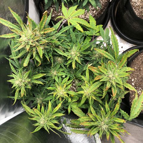 Auto Pineapple Gum growlog timeline photo