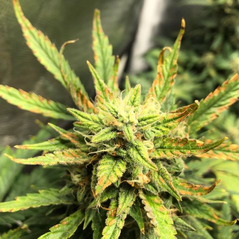 Auto Pineapple Gum growlog timeline photo