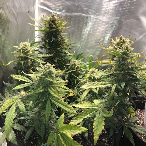 Auto Pineapple Gum growlog timeline photo