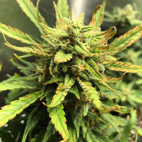 Auto Pineapple Gum growlog timeline photo