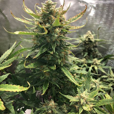 Auto Pineapple Gum growlog timeline photo