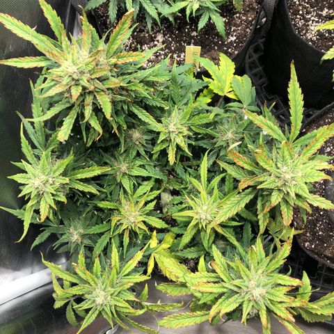 Auto Pineapple Gum growlog timeline photo