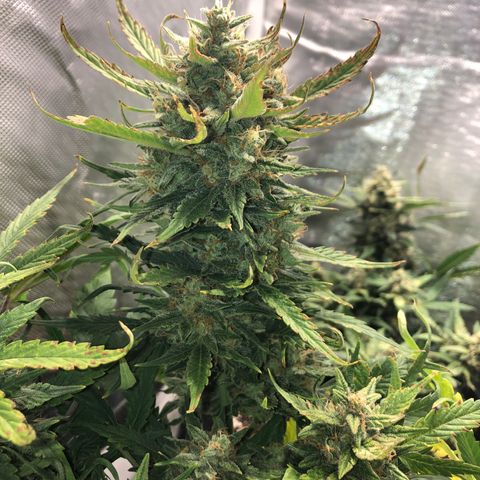 Auto Pineapple Gum growlog timeline photo