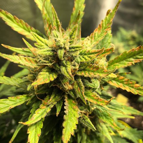 Auto Pineapple Gum growlog timeline photo
