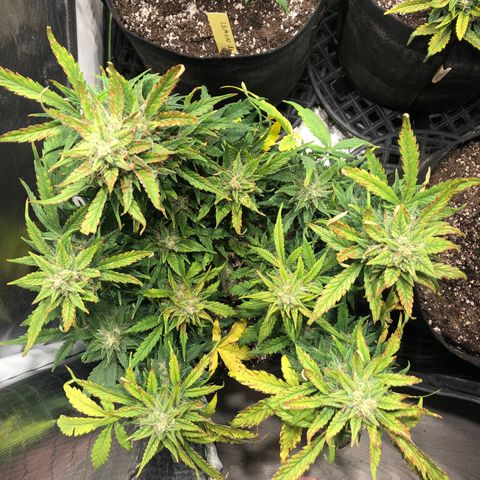 Auto Pineapple Gum growlog timeline photo