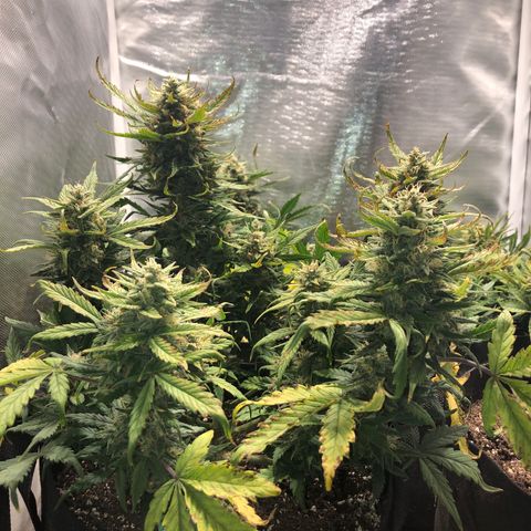 Auto Pineapple Gum growlog timeline photo