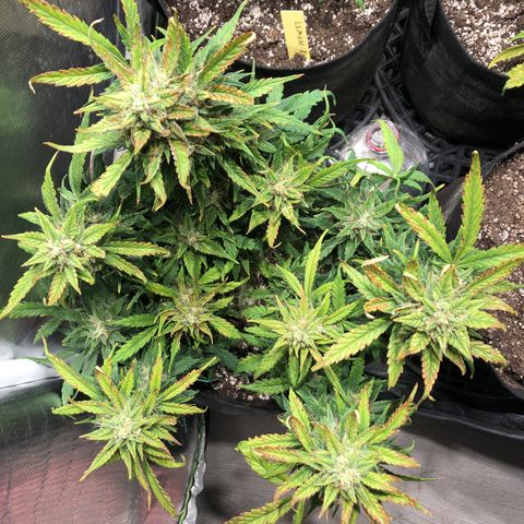 Auto Pineapple Gum growlog timeline photo