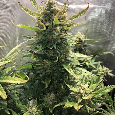 Auto Pineapple Gum growlog timeline photo