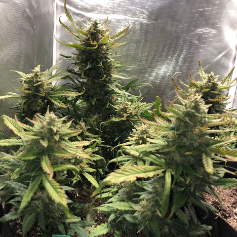 Auto Pineapple Gum growlog timeline photo