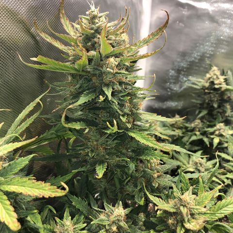 Auto Pineapple Gum growlog timeline photo