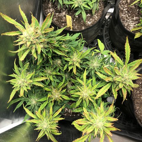 Auto Pineapple Gum growlog timeline photo