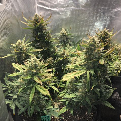 Auto Pineapple Gum growlog timeline photo