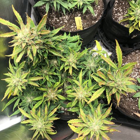Auto Pineapple Gum growlog timeline photo