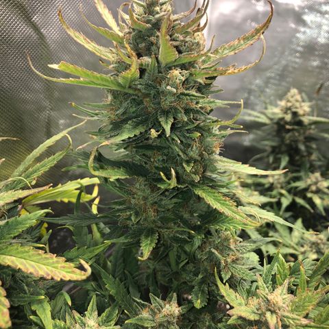Auto Pineapple Gum growlog timeline photo