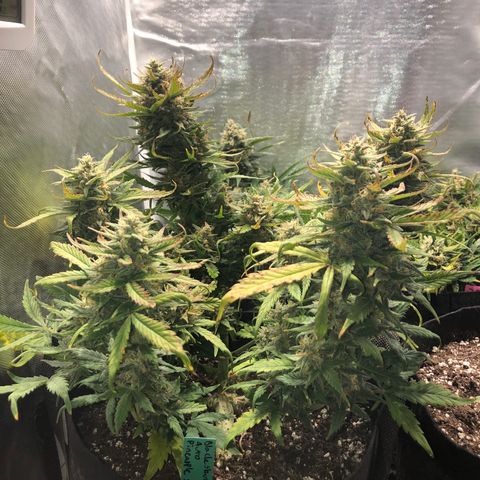 Auto Pineapple Gum growlog timeline photo