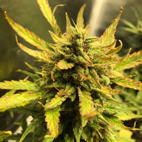 Auto Pineapple Gum growlog timeline photo