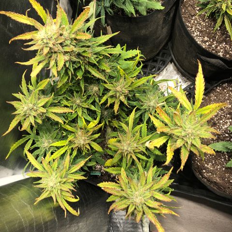 Auto Pineapple Gum growlog timeline photo