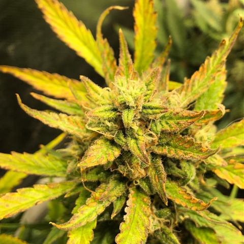 Auto Pineapple Gum growlog timeline photo