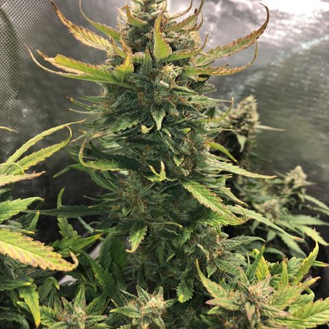 Auto Pineapple Gum growlog timeline photo