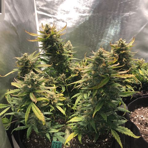 Auto Pineapple Gum growlog timeline photo