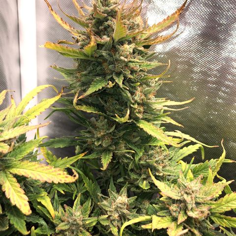 Auto Pineapple Gum growlog timeline photo