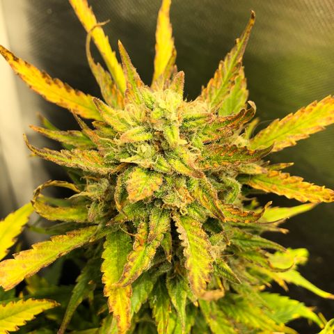 Auto Pineapple Gum growlog timeline photo