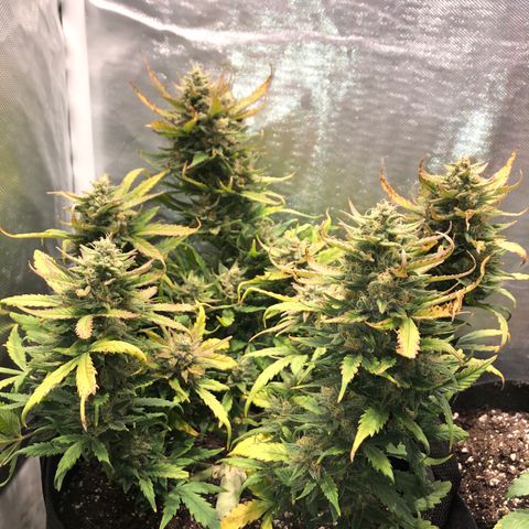 Auto Pineapple Gum growlog timeline photo