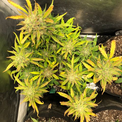 Auto Pineapple Gum growlog timeline photo