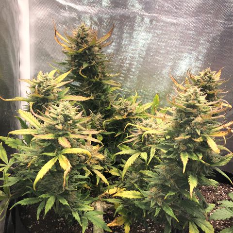Auto Pineapple Gum growlog timeline photo