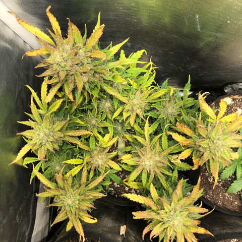 Auto Pineapple Gum growlog timeline photo