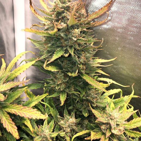 Auto Pineapple Gum growlog timeline photo