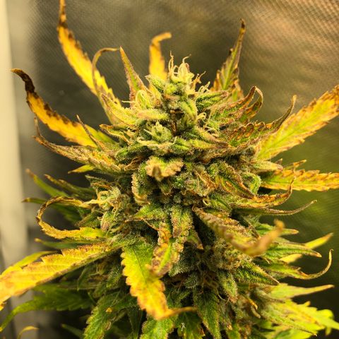 Auto Pineapple Gum growlog timeline photo