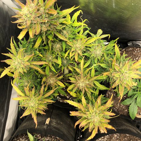 Auto Pineapple Gum growlog timeline photo