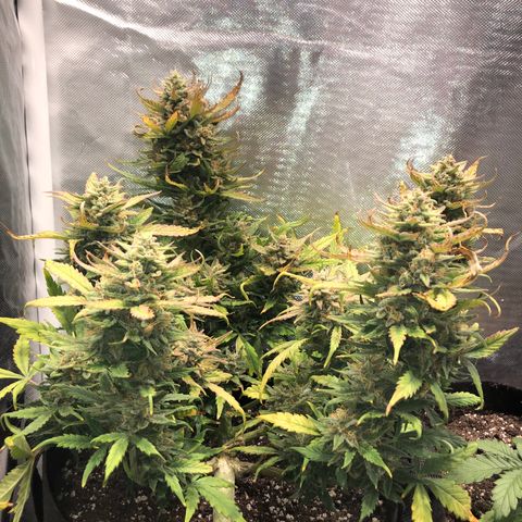 Auto Pineapple Gum growlog timeline photo