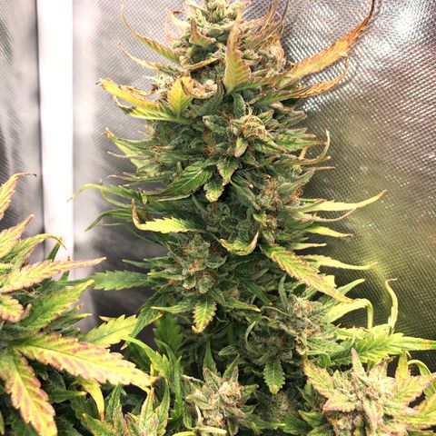 Auto Pineapple Gum growlog timeline photo