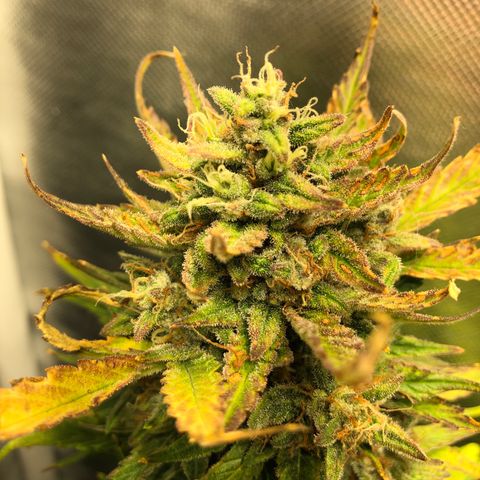 Auto Pineapple Gum growlog timeline photo