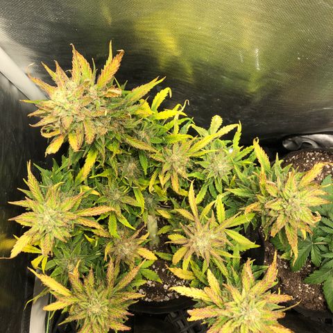 Auto Pineapple Gum growlog timeline photo