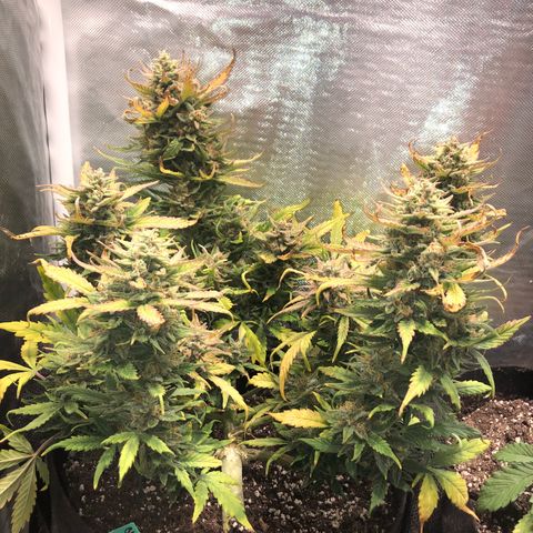 Auto Pineapple Gum growlog timeline photo