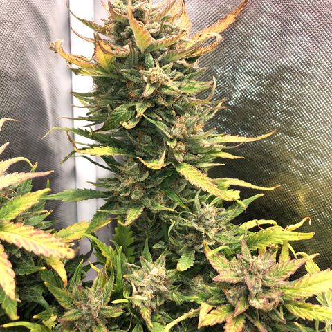Auto Pineapple Gum growlog timeline photo
