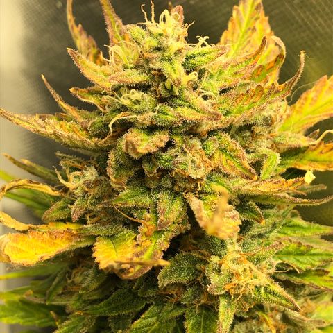 Auto Pineapple Gum growlog timeline photo