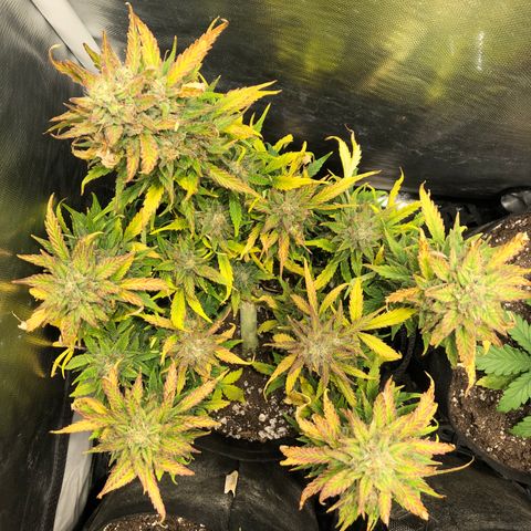 Auto Pineapple Gum growlog timeline photo