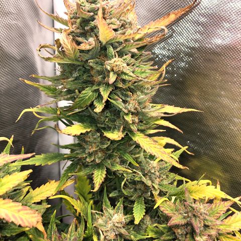 Auto Pineapple Gum growlog timeline photo