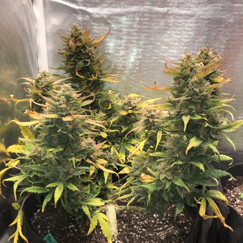 Auto Pineapple Gum growlog timeline photo