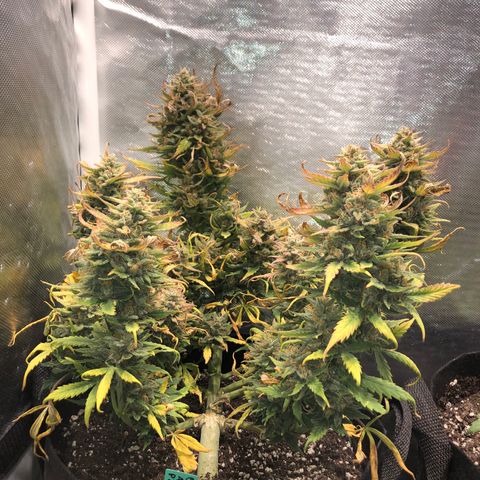 Auto Pineapple Gum growlog timeline photo
