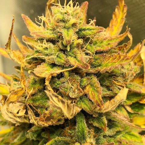 Auto Pineapple Gum growlog timeline photo