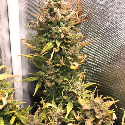 Auto Pineapple Gum growlog timeline photo