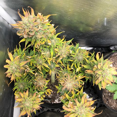 Auto Pineapple Gum growlog timeline photo