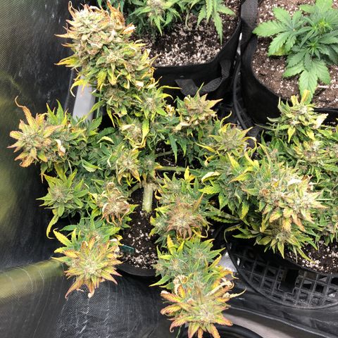 Auto Pineapple Gum growlog photo: Supercropped