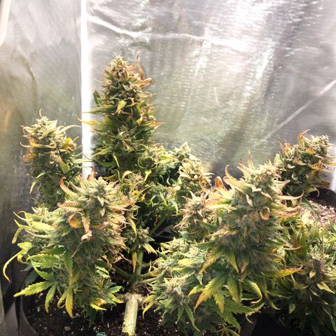 Auto Pineapple Gum growlog photo: Supercropped