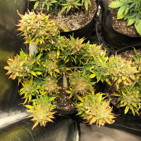 Auto Pineapple Gum growlog timeline photo